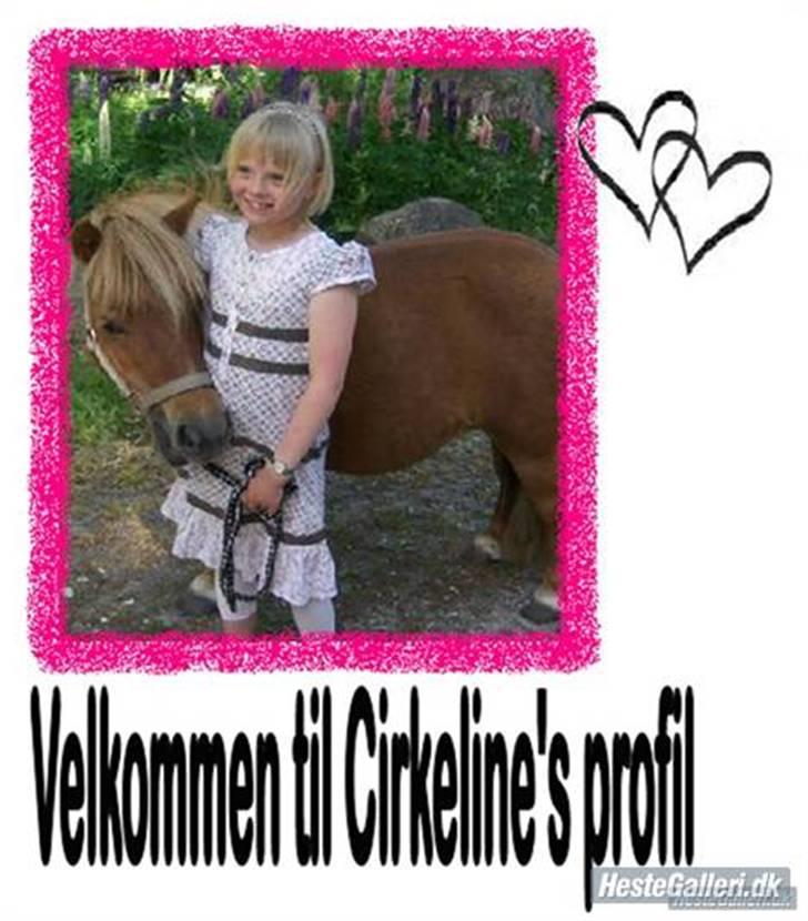 Shetlænder Anelunds Cirkeline. (; - Velkommen til Cirkeline´s profil :o) billede 1
