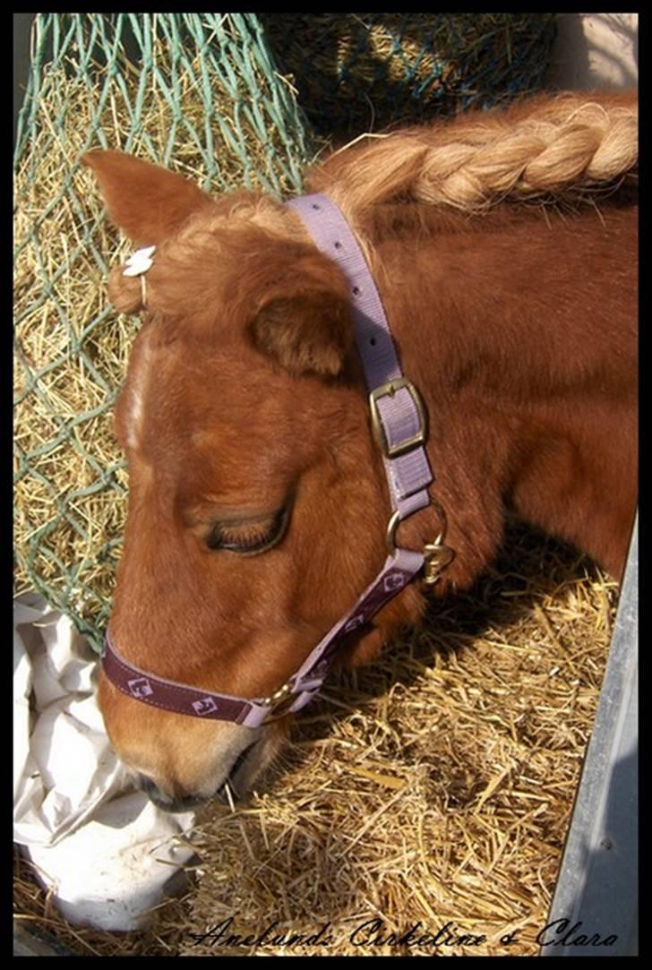 Shetlænder Anelunds Cirkeline. (; - hendes dejlige hovede <3 Foto: Frederikke billede 3