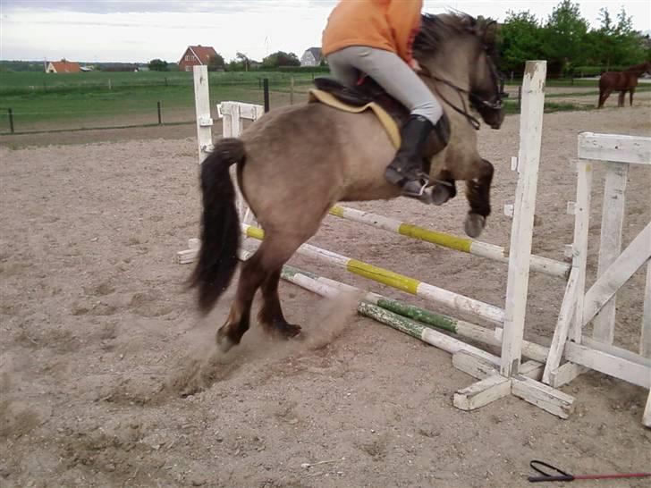 Islænder Urdúr<3 - Ødur springer på bane ( 70 cm) hun er suuper! elsker hende!<3 (L´ Foto: Annika<3 billede 1