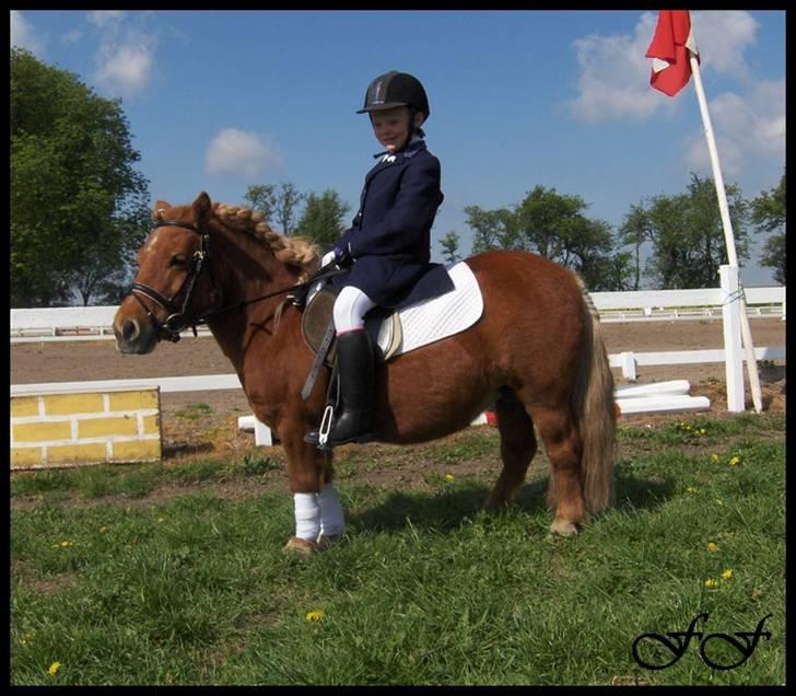 Shetlænder Anelunds Cirkeline. (; - efter ridtet. Foto: Frederikke billede 7