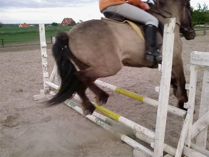 Islænder Urdúr<3 - Ødur springer på bane ( 70 cm) hun er suuper! elsker hende!<3 (L´ Foto: Annika<3 billede 2