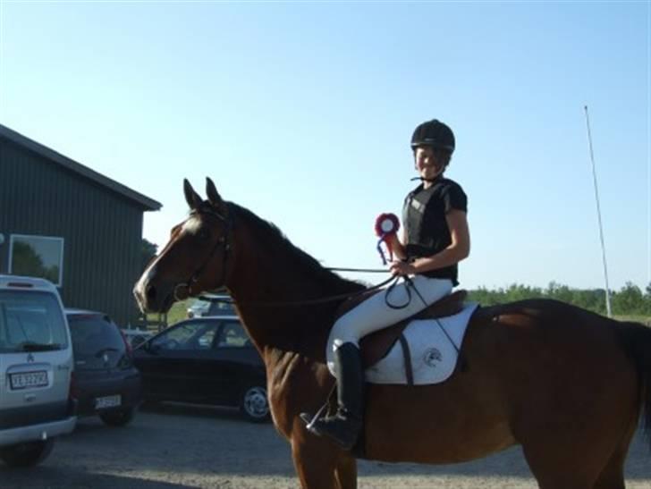 Dansk Varmblod Ulixes - d. 4 juni på trollemosen - 80 cm sløjfe  billede 12