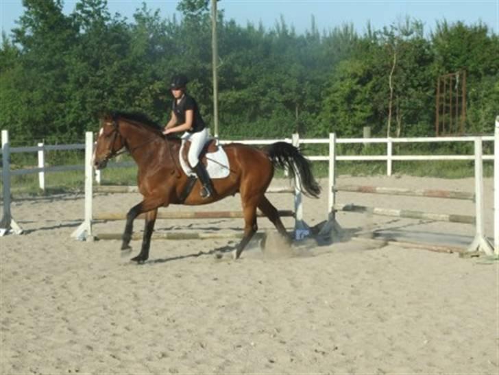 Dansk Varmblod Ulixes - d. 4 juni på trollemosen - 80 cm sløjfe  billede 13