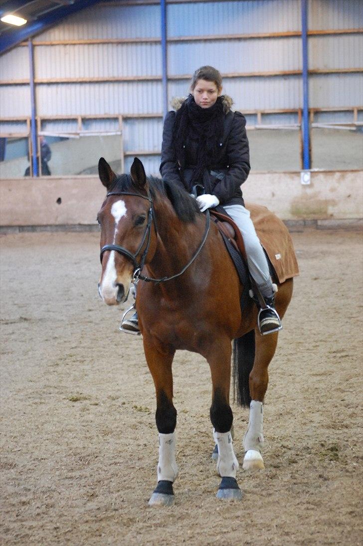 Dansk Varmblod Ulixes - Lidt hygge :)   billede 14