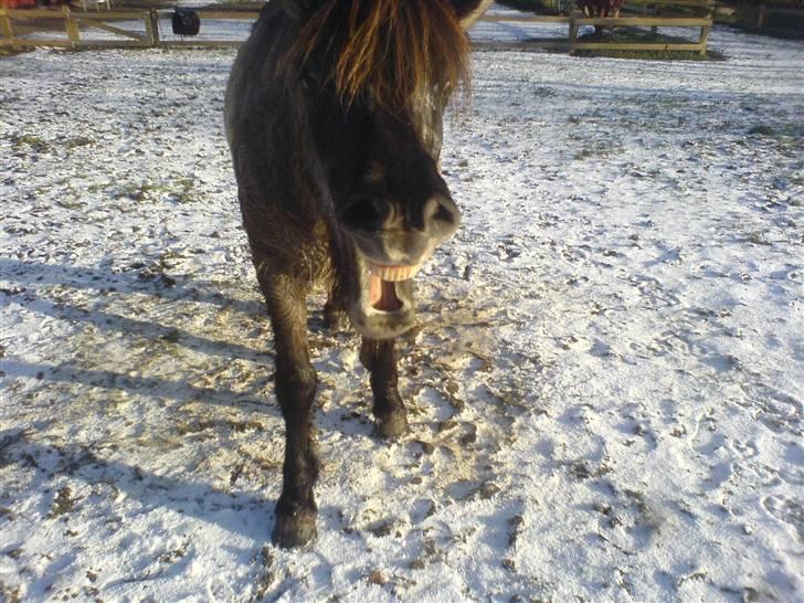Islænder Urdúr<3 - Ødur er træt efter en ridetur i vinters<3 (L´  - Elsker dig ødur!<33 foto: mig. billede 3