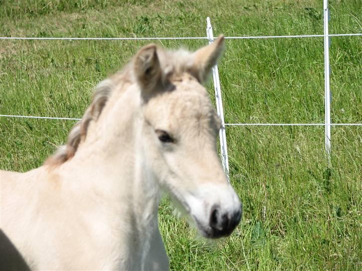 Fjordhest Brødsgaards Leander  - Hej jeg hedder Brødsgaards Leander, velkommen til min profil billede 1