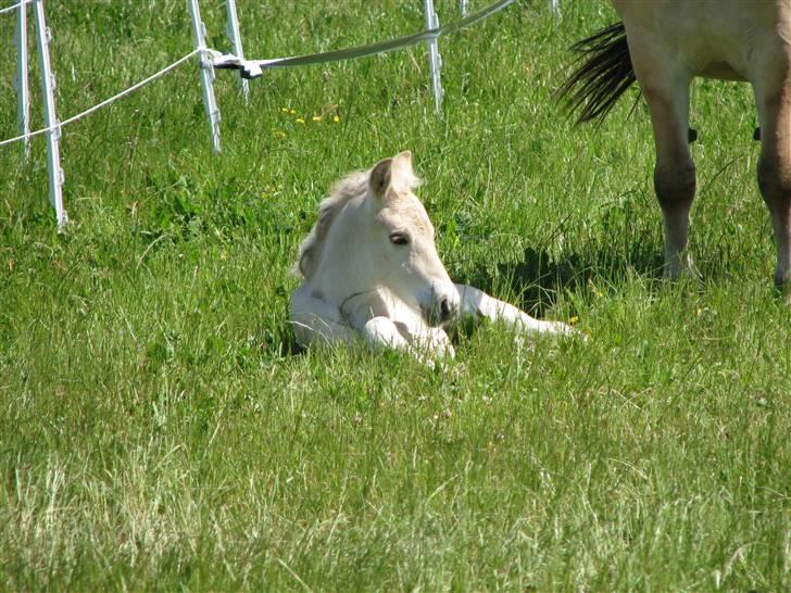 Fjordhest Brødsgaards Leander  - Bare 1dag gammel Leander nyder solen d. 5juni 2008 billede 2