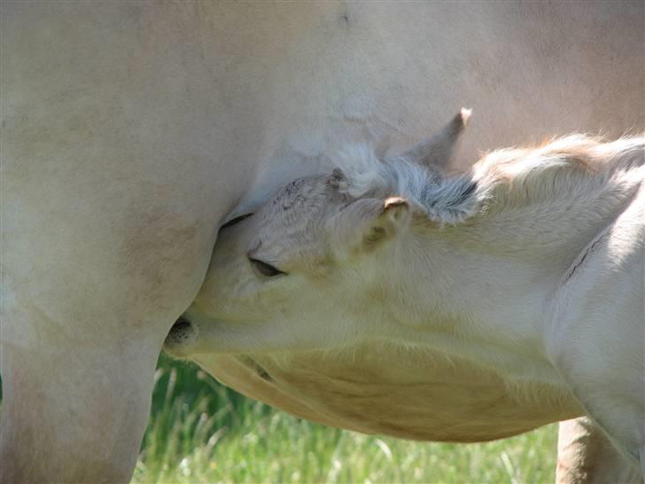 Fjordhest Brødsgaards Leander  - Godt med lidt mælk billede 3