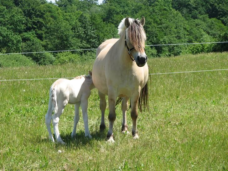 Fjordhest Brødsgaards Leander  - Madtid billede 4