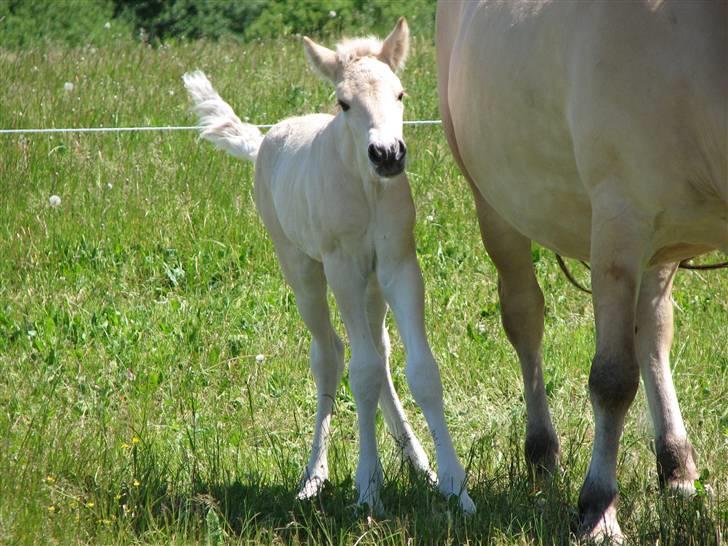 Fjordhest Brødsgaards Leander  - ih altså fluer! billede 5