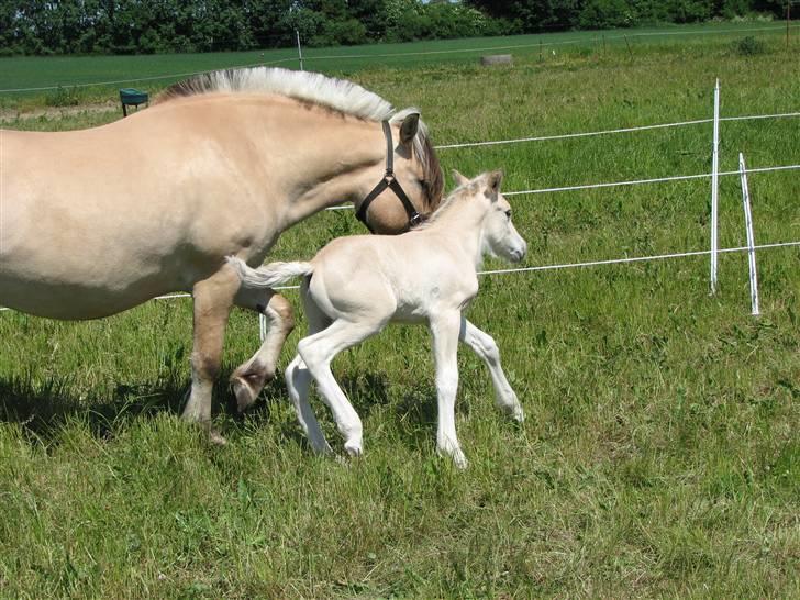 Fjordhest Brødsgaards Leander  - Leander løber bare en dag gammel billede 6