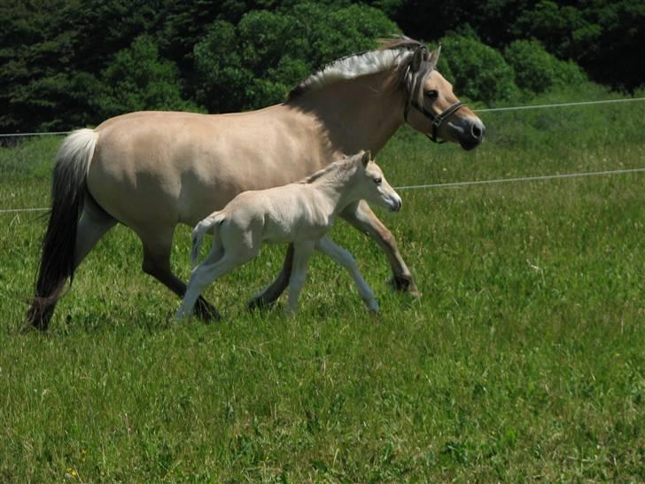 Fjordhest Brødsgaards Leander  - Leander galoperer ved siden af sin mor Kastanjegårdens Mia. billede 7