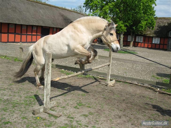 Fjordhest Lukas<3 (L' - Luksen springer. han er dygtig  billede 1