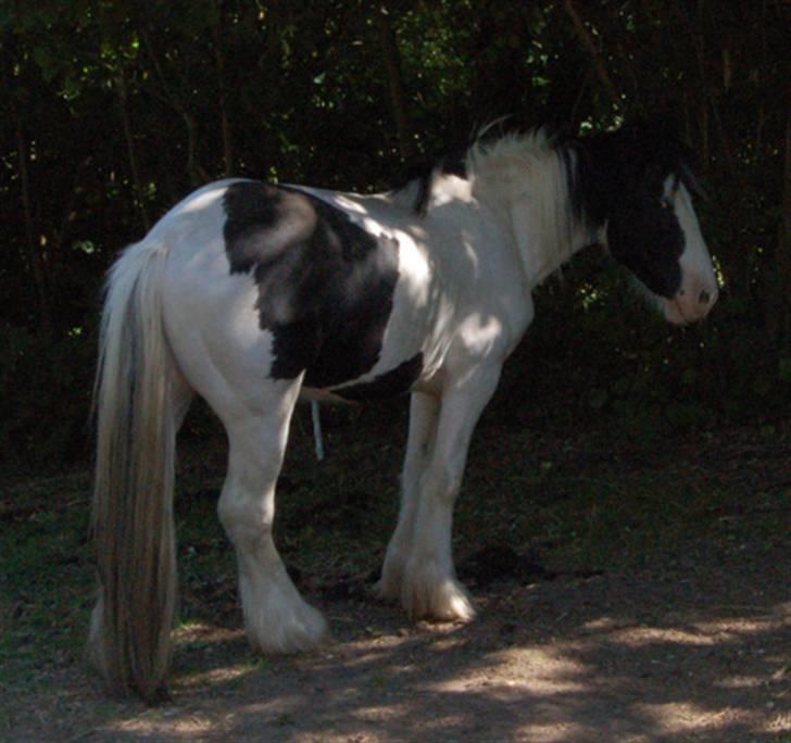 Irish Cob Egehøj`s Piano  - Pyh..hot billede 15