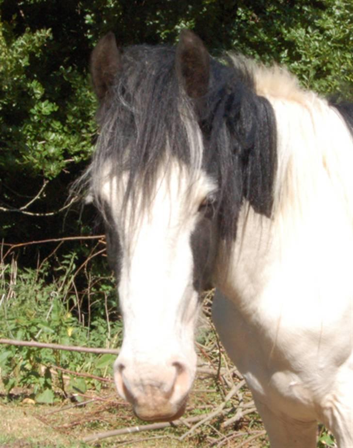Irish Cob Egehøj`s Piano  billede 16