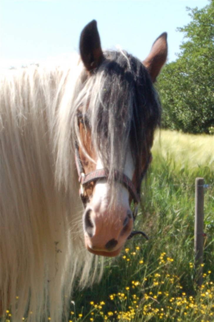 Irish Cob Egehøj´s Chanel R.I.P. billede 10