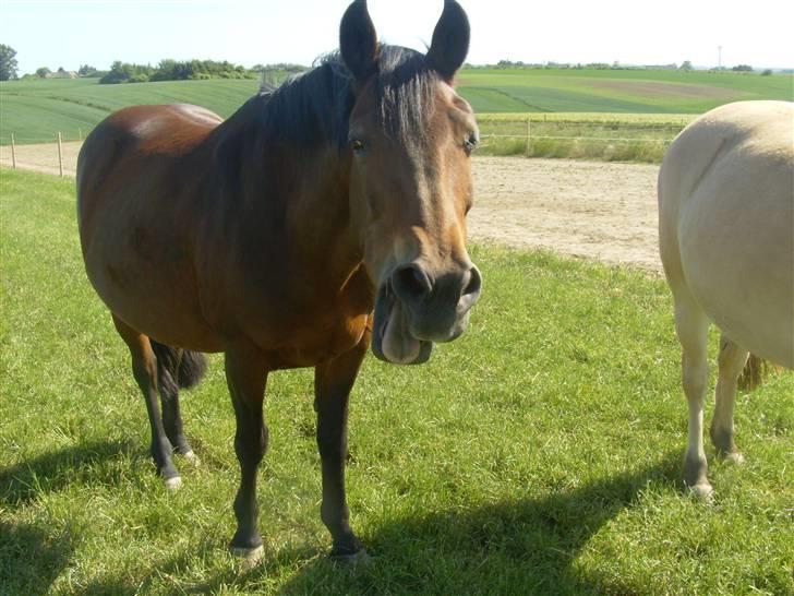 New Forest /Pinto   Celine -  Cille  - "gaaab jeg er træt" sommer 08 billede 4
