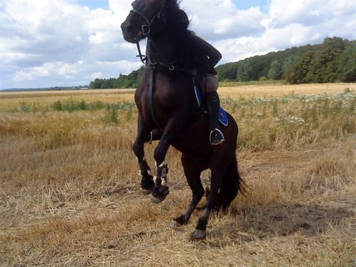 Islænder Sliepnir<3 R.I.P :'( - Slippy stejler .  billede 1