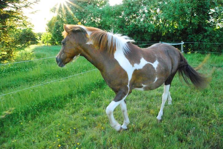Anden særlig race Nordens Tequila Sunraise - Tequila kigger efter Tarzan ! billede 4