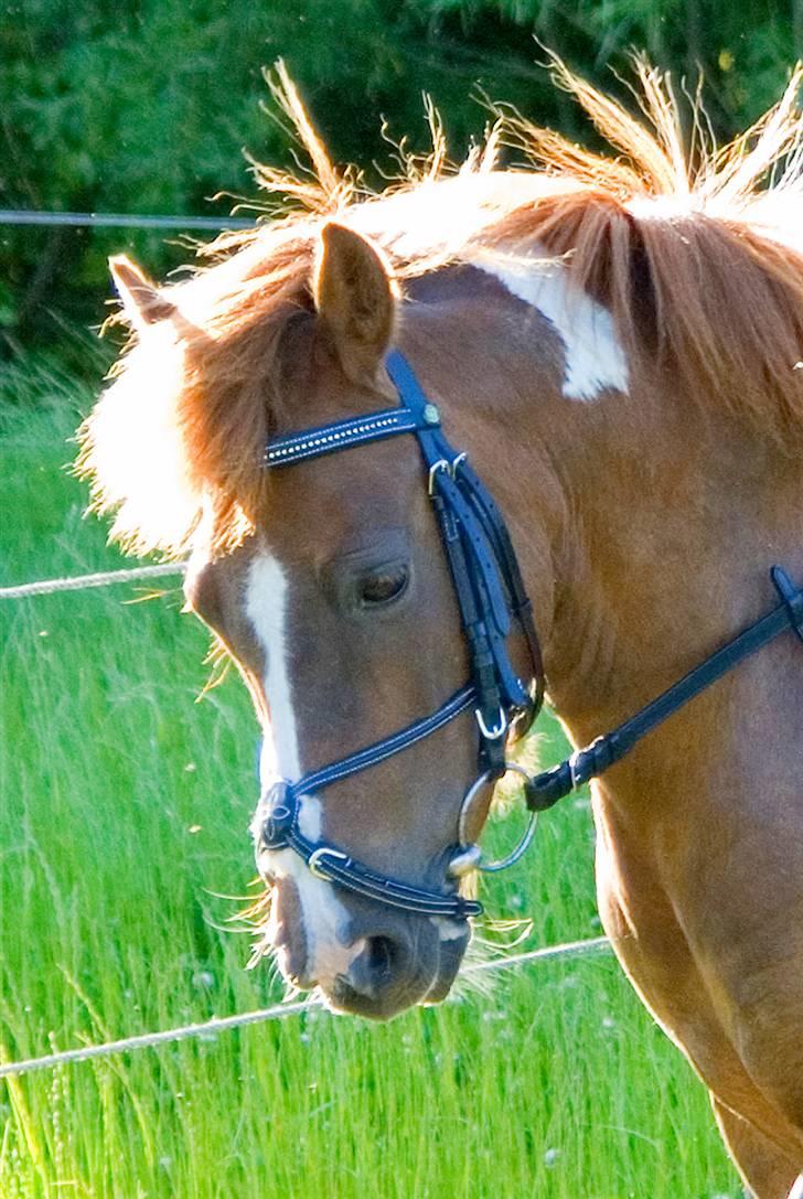 Anden særlig race Nordens Tequila Sunraise - Her har Tequila fået nyt hovedtøj.  billede 5