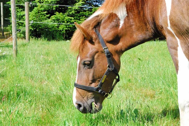 Anden særlig race Nordens Tequila Sunraise - Velkommen til Tequilas profil!

Smukke Tequila <3 billede 1