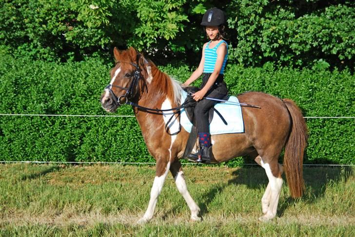 Anden særlig race Nordens Tequila Sunraise - Her er vi ude og ride. billede 6