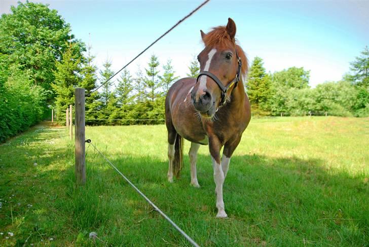 Anden særlig race Nordens Tequila Sunraise - Hej, se mig lige ! ! ! ! ! billede 7