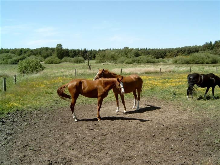 Dansk Varmblod Grøntang Diva SOLGT  billede 11