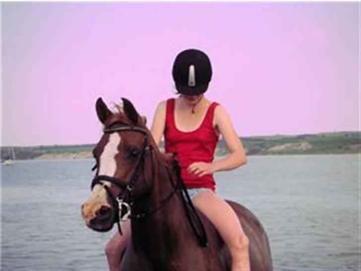 Arabisk fuldblod (OX) Thyra *solgt* billede 13