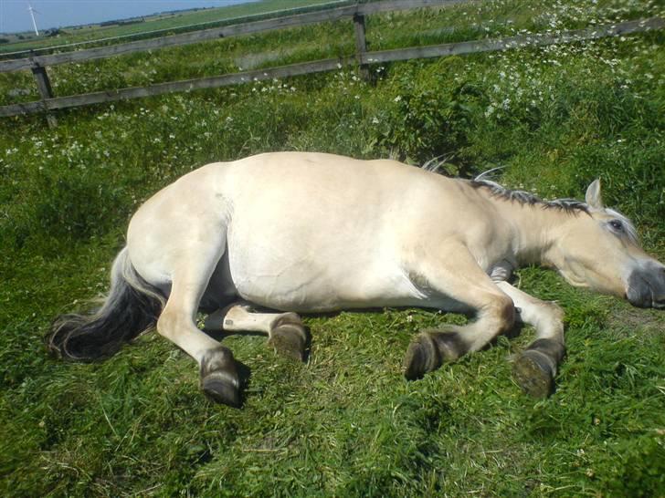 Fjordhest Lukas<3 (L' - Total afslapning på en sommerdag!<3;D - Du er dejlig luksen!<33  :b  billede 2