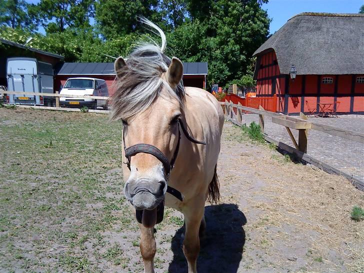Fjordhest Lukas<3 (L' - Luksen er lidt træt!<3;D  billede 3
