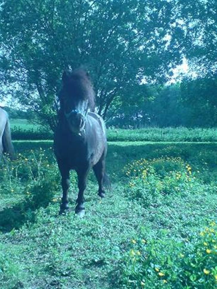 Shetlænder Nickolaj *DØD* billede 16