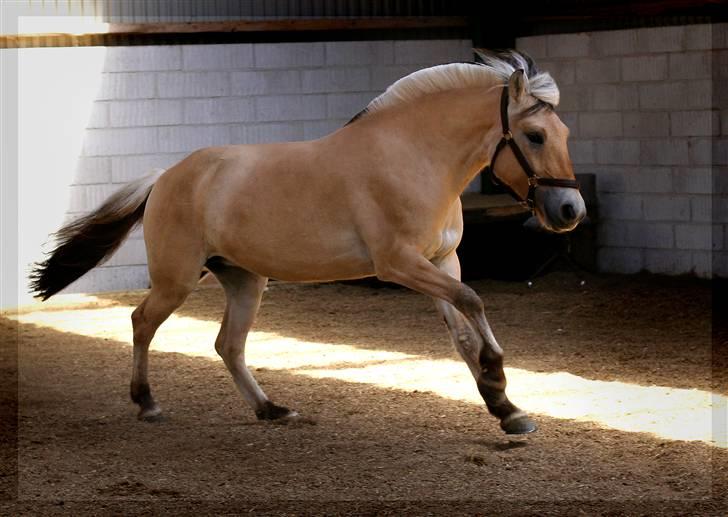 Fjordhest Sirocco - min dejlige rokke.. billede 1
