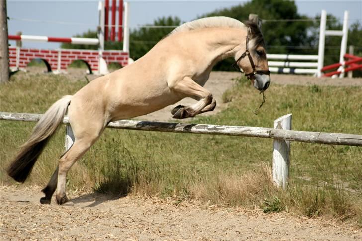 Fjordhest Sirocco - Sirocco stikker af ;) billede 2