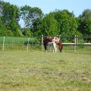 Pinto Pocahontas SOLGT