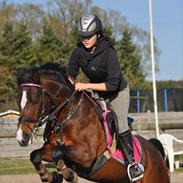 Hollandsk Sportspony Domenique. *b-pony*
