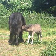 Shetlænder Sigsgaards Black Velvet