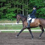 Dansk Varmblod Felix Møgelvang *R.I.P*