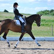 Dansk Varmblod Felix Møgelvang *R.I.P*