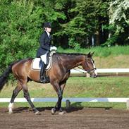 Dansk Varmblod Felix Møgelvang *R.I.P*