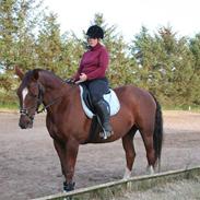 Dansk Varmblod Lupin Attrup