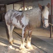 Tinker My Own Casmina