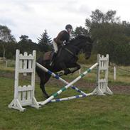 Hannoveraner Diva "Marikka"