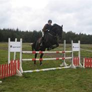 Hannoveraner Diva "Marikka"