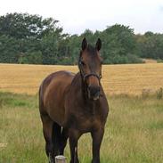 Dansk Varmblod Kashmir