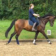 Dansk Varmblod Kashmir