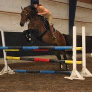 Dansk Varmblod Kashmir