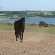 Dansk Varmblod Kashmir