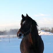 Anden særlig race Citano