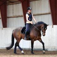 Anden særlig race Citano